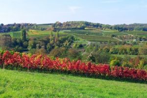 Rheinhessen, Rhein-Main-Gebiet