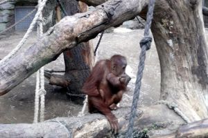 Zoo Gelsenkirchen