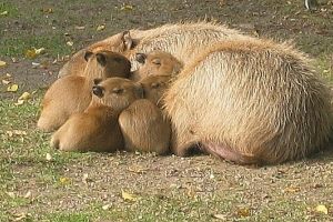 Zoo Krefeld