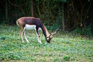 Zoo Neuwied