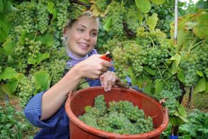 Main grape harvest coming early in 2017