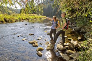 Wandern in den Goldenen Herbst 