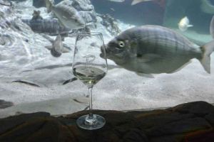 Weinprobe unter Wasser