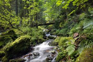 Natur mit allen Sinnen wahrnehmen