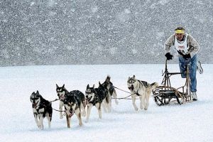 ‘Huskywandern’ für jedermann