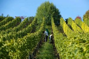 Detailed vintage-2017-report in Germany's 13 wine regions
