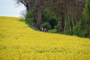 Das neue Programm ‘Rheinhessen Tag für Tag’ 2018 ist da