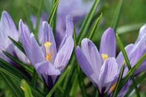 Tulpen, Krokus, Stiefmütterchen, Wildkräuter & Co.