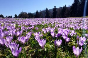 Wildkrokusse verzaubern den Alpenfrühling