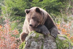 ‘Tierisch’ wilde Abenteuer im Bayerischen Wald
