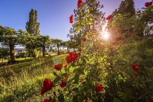 Lake Constance Gardens tell stories