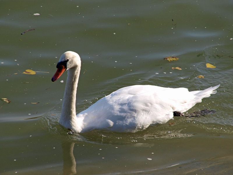 Schwan im Rhein