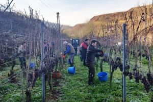 Ganz fein: Trockenbeerenauslese